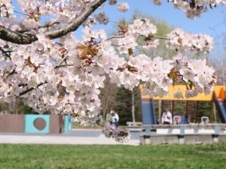 モエレ沼公園の桜写真1