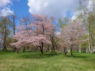 北海道立真駒内公園の桜写真1