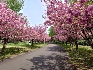 北海道立真駒内公園の桜写真2