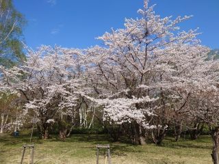北海道立真駒内公園の写真3