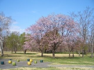北海道立真駒内公園の写真4