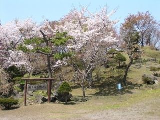 有珠善光寺自然公園の桜写真1