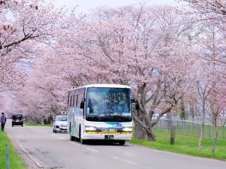 優駿さくらロード（西舎桜並木）写真２