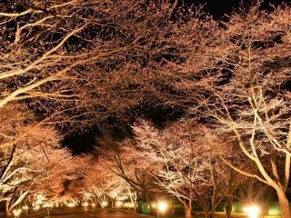 優駿さくらロードの写真３