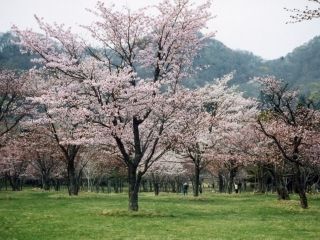 庶野さくら公園の写真3