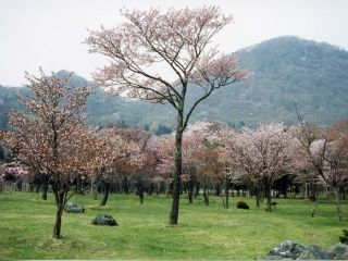 庶野さくら公園の写真4