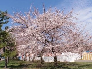 合浦公園の写真４