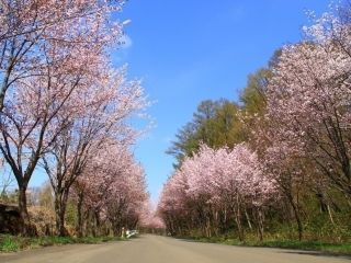 岩木山の桜並木写真１