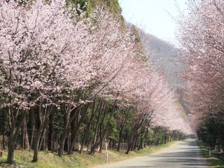 岩木山の桜並木写真２