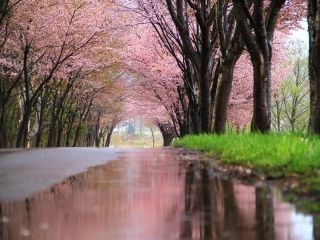 岩木山の桜並木の写真３