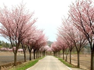 岩木山の桜並木の写真４