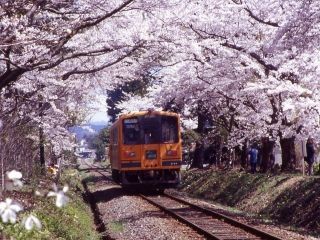 県立芦野公園の桜写真２