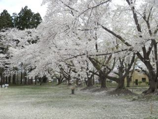 県立芦野公園の写真３