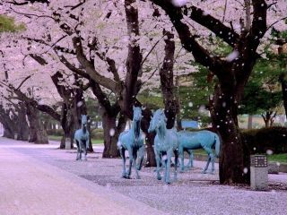 十和田市官庁街通りの写真３