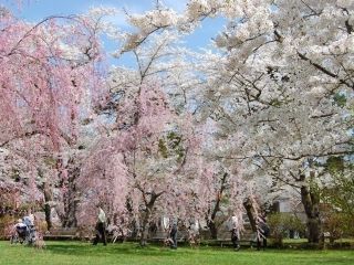 国史跡三戸城跡城山公園の桜写真1