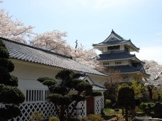 国史跡三戸城跡城山公園の桜写真2