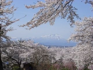 城山公園(岩手県)の桜写真1