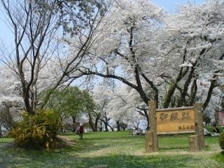 城山公園(岩手県)の桜写真2