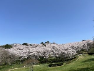 加護坊山の二千本桜写真１