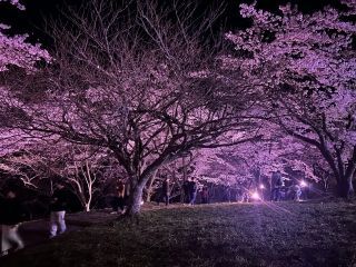 加護坊山の二千本桜写真２