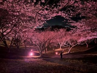 加護坊山の二千本桜の写真３