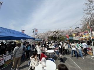 加護坊山の二千本桜の写真４