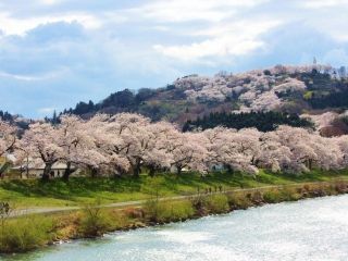 船岡城址公園の桜写真２