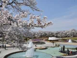 国営みちのく杜の湖畔公園（みちのく公園）の桜写真１