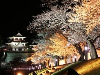 城山公園（宮城県）の桜写真２