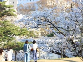 千秋公園の桜写真2