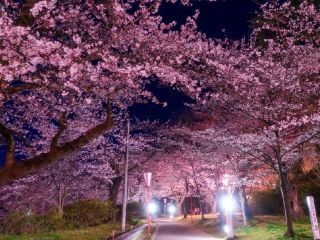 本荘公園の桜写真２