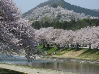 なかせん千本桜写真１