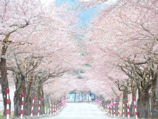 なかせん千本桜写真２