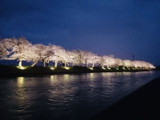 なかせん千本桜の写真３