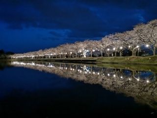 鷹巣中央公園の桜写真2