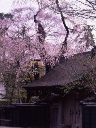角館のシダレザクラの写真３