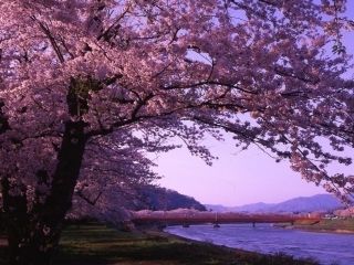 桧木内川堤のソメイヨシノ写真１