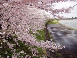 桧木内川堤のソメイヨシノ写真２