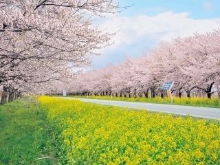 大潟村 桜・菜の花ロードの桜写真１