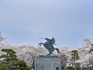 霞城公園の桜写真２