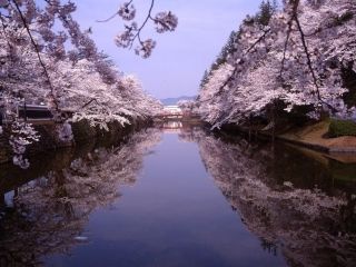 松が岬公園の桜写真２