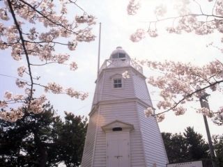 日和山公園（山形県）の桜写真２