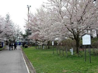 寒河江公園の桜写真２