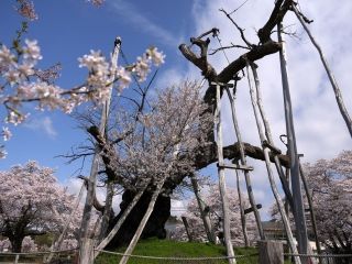 伊佐沢の久保ザクラ写真１
