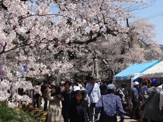 伊佐沢の久保ザクラ写真２
