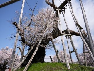 伊佐沢の久保ザクラの写真３