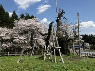 伊佐沢の久保ザクラの写真４