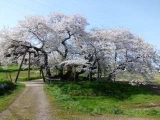 石部桜写真２
