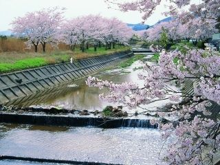 笹原川千本桜写真１