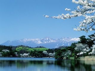 南湖公園の桜写真１